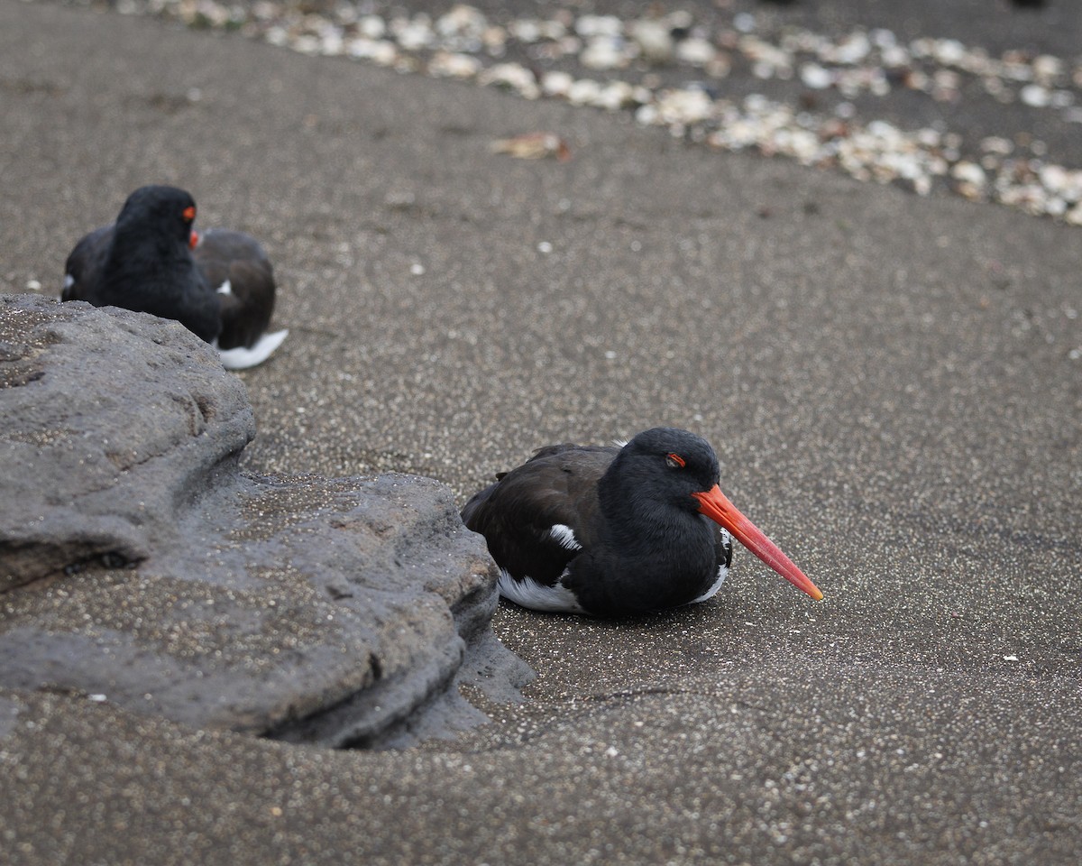 Huîtrier d'Amérique - ML644270714