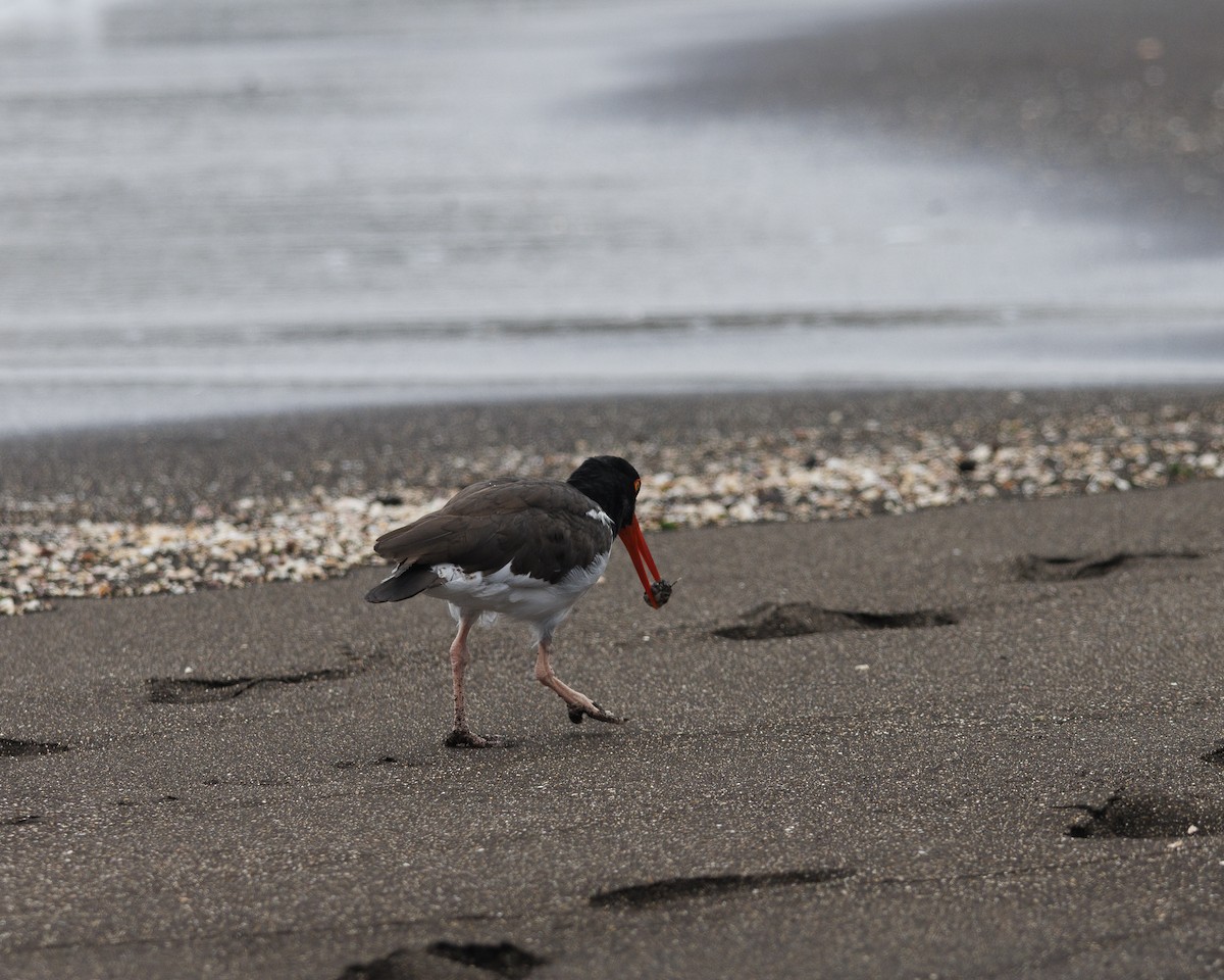 Huîtrier d'Amérique - ML644270715