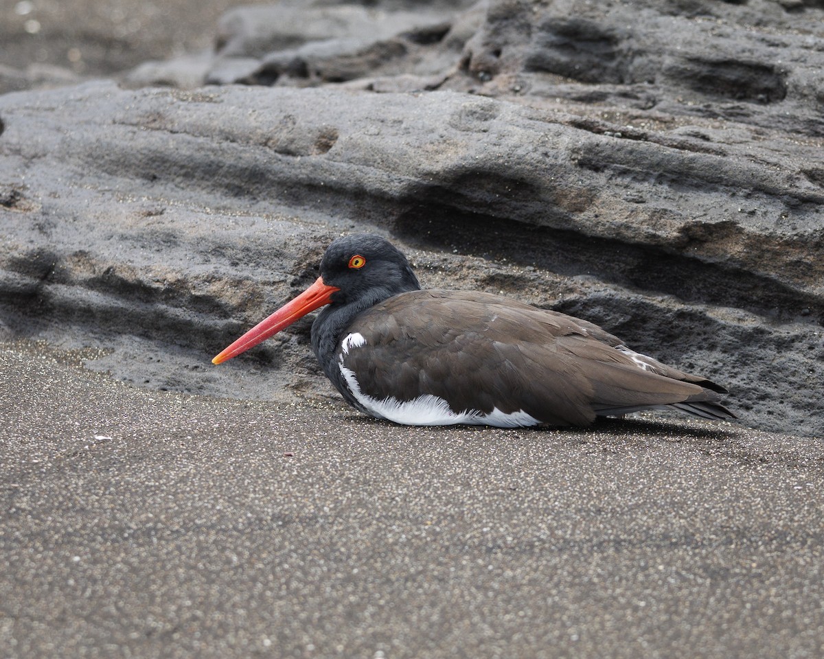 Huîtrier d'Amérique - ML644270716