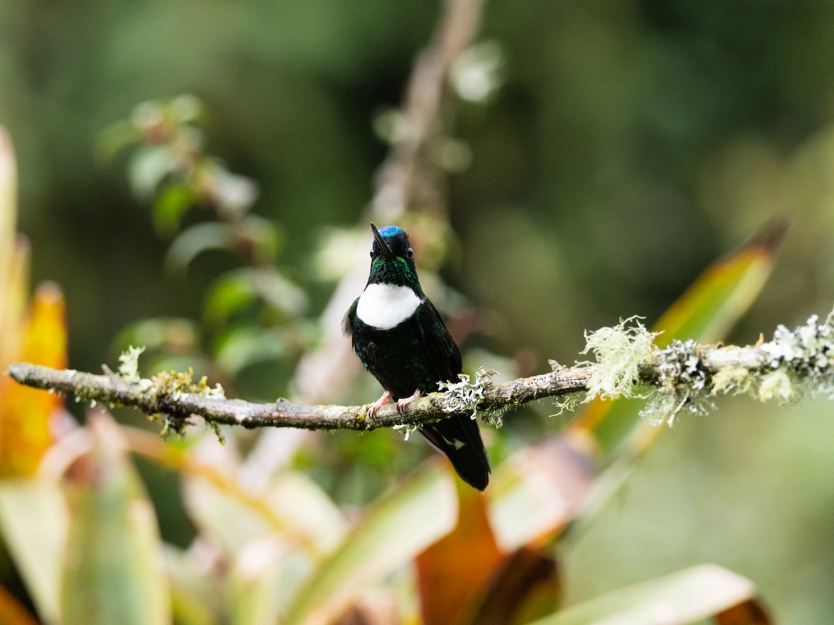 Inca à collier (groupe torquata) - ML644270725