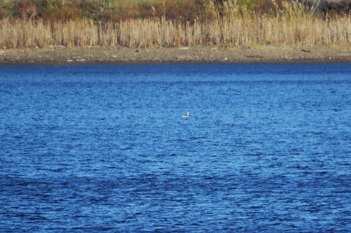 Plongeon catmarin - ML644270726