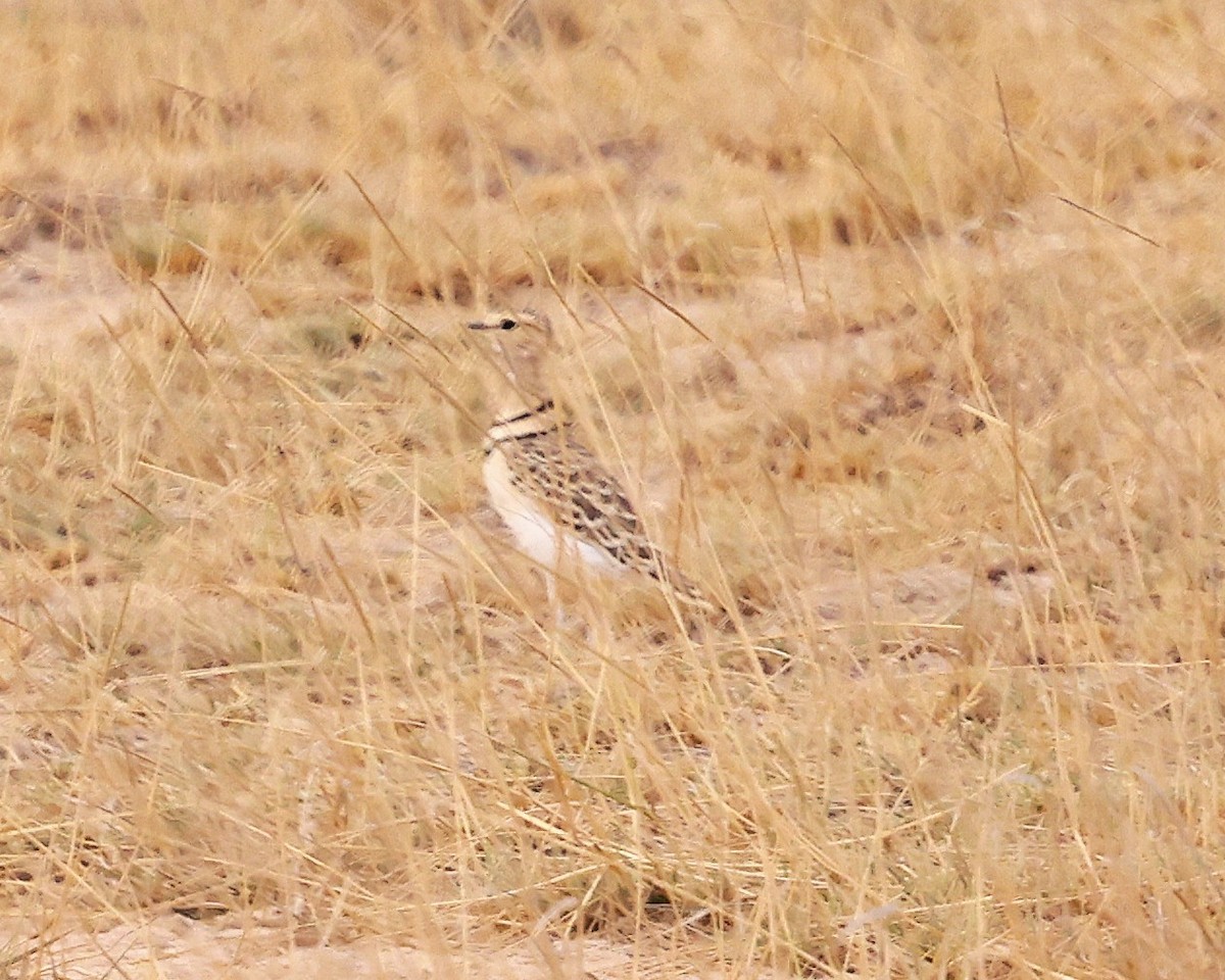 Double-banded Courser - ML644270727