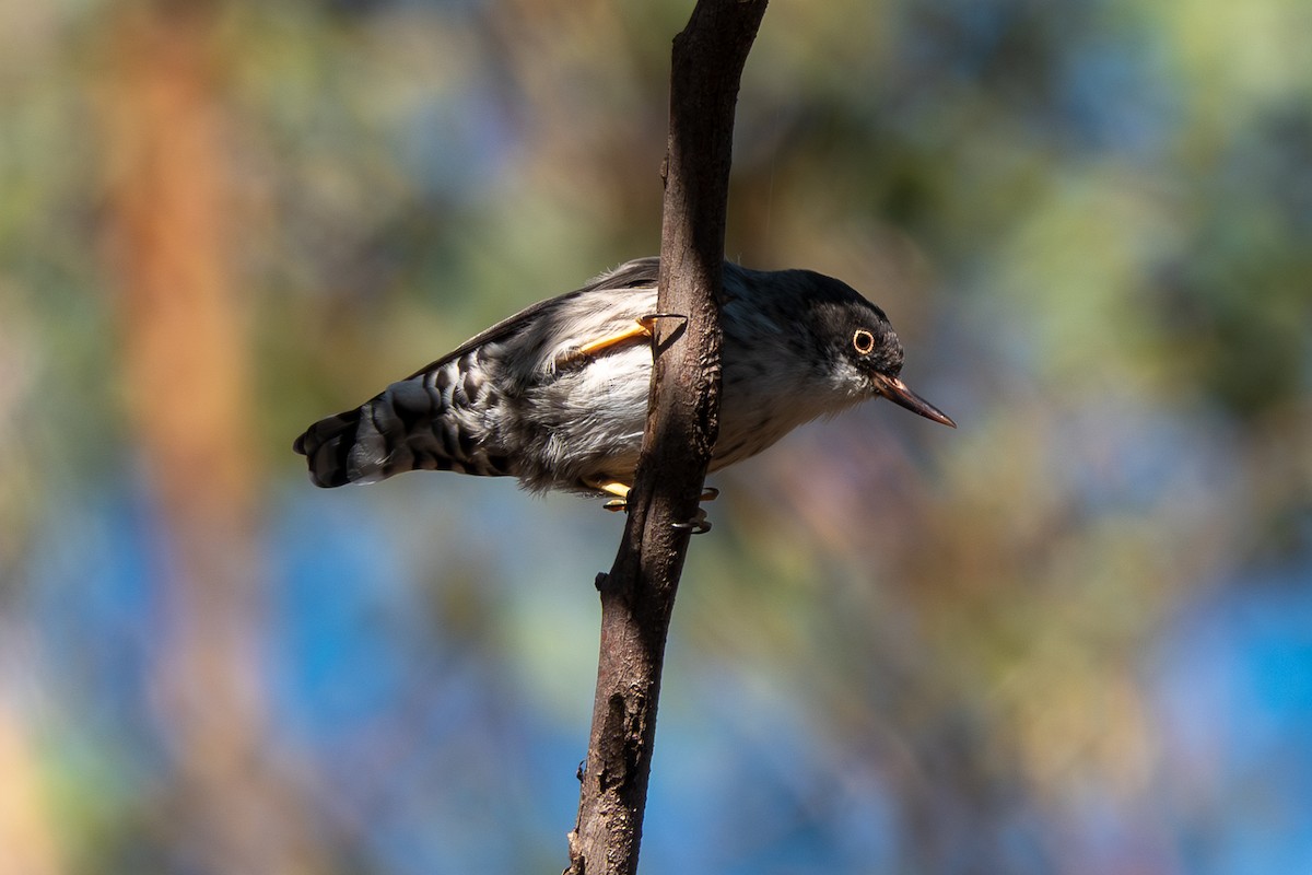 Varied Sittella - ML644270741