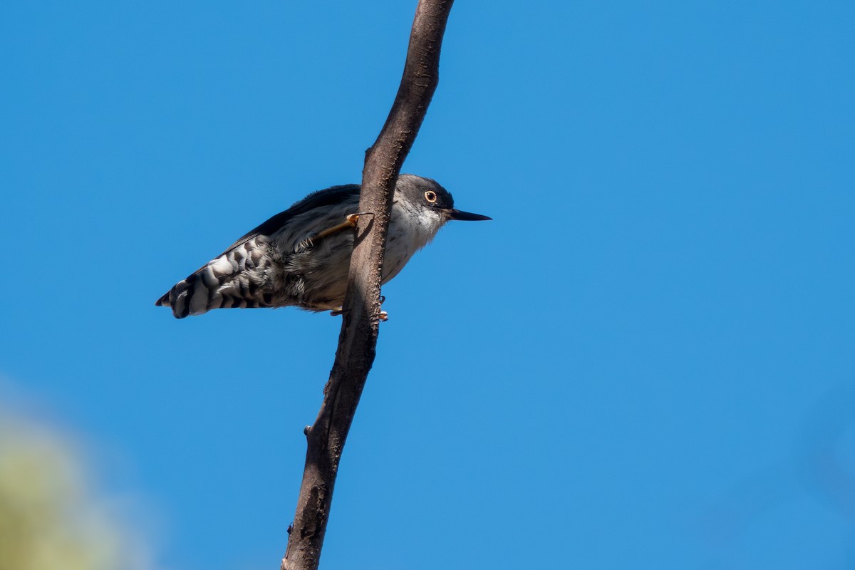 Varied Sittella - ML644270742