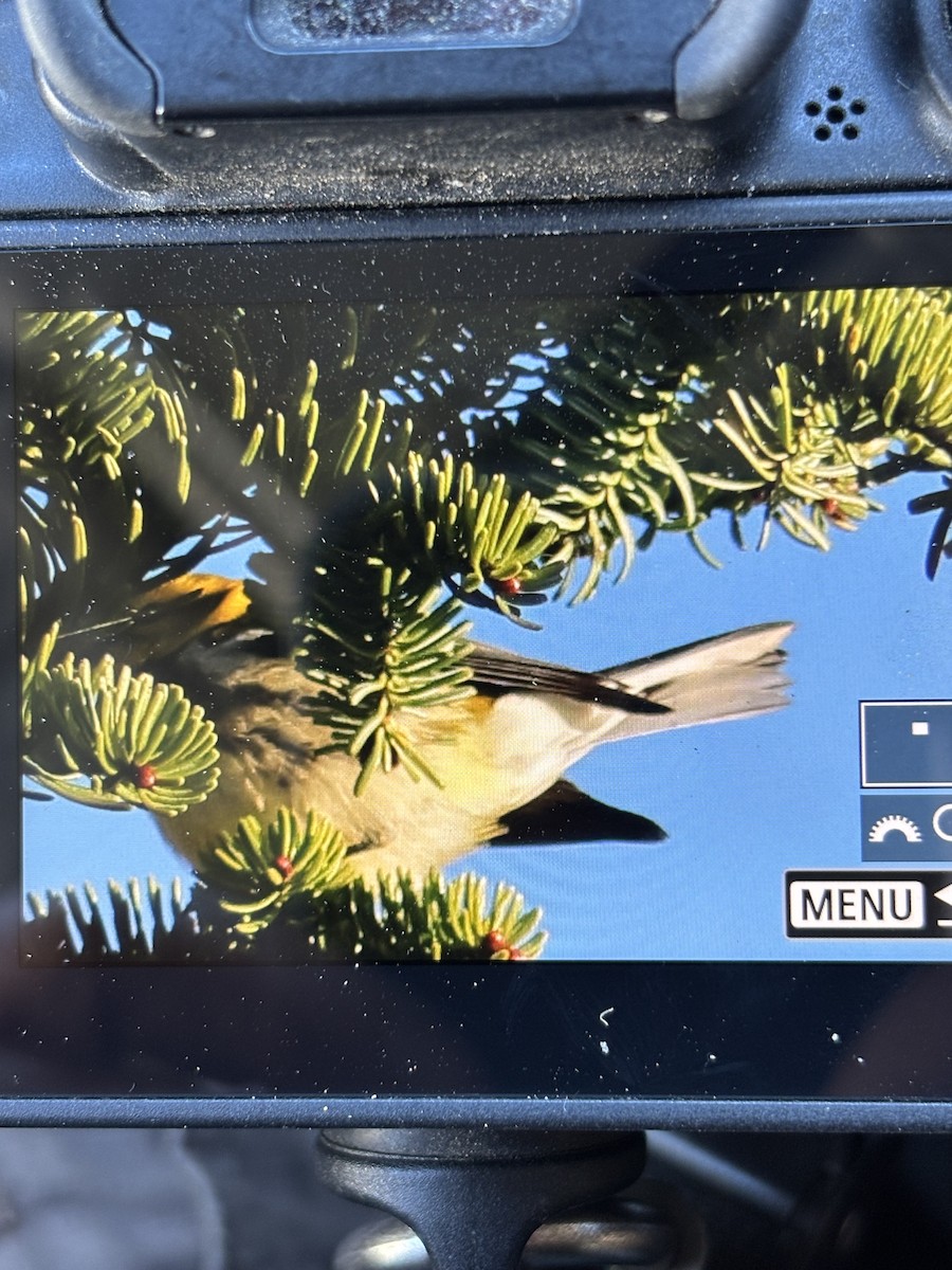 Black-throated Green Warbler - ML644270747