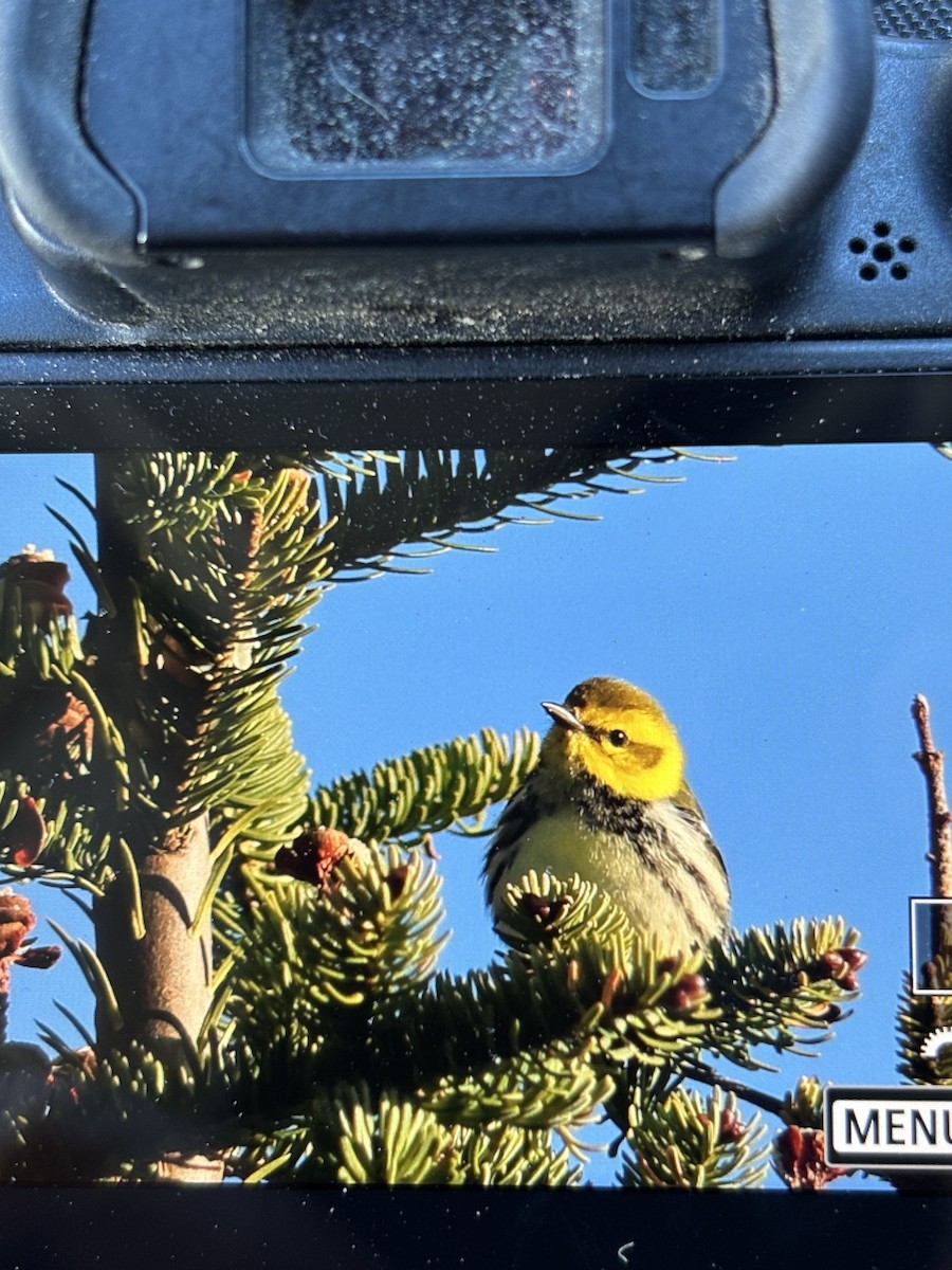 Black-throated Green Warbler - ML644270748