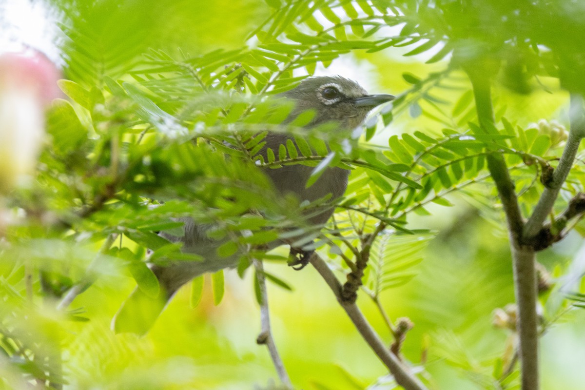 Seychelles White-eye - ML644270751