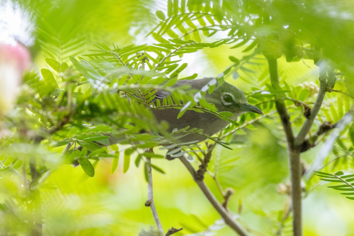 Seychelles White-eye - ML644270752
