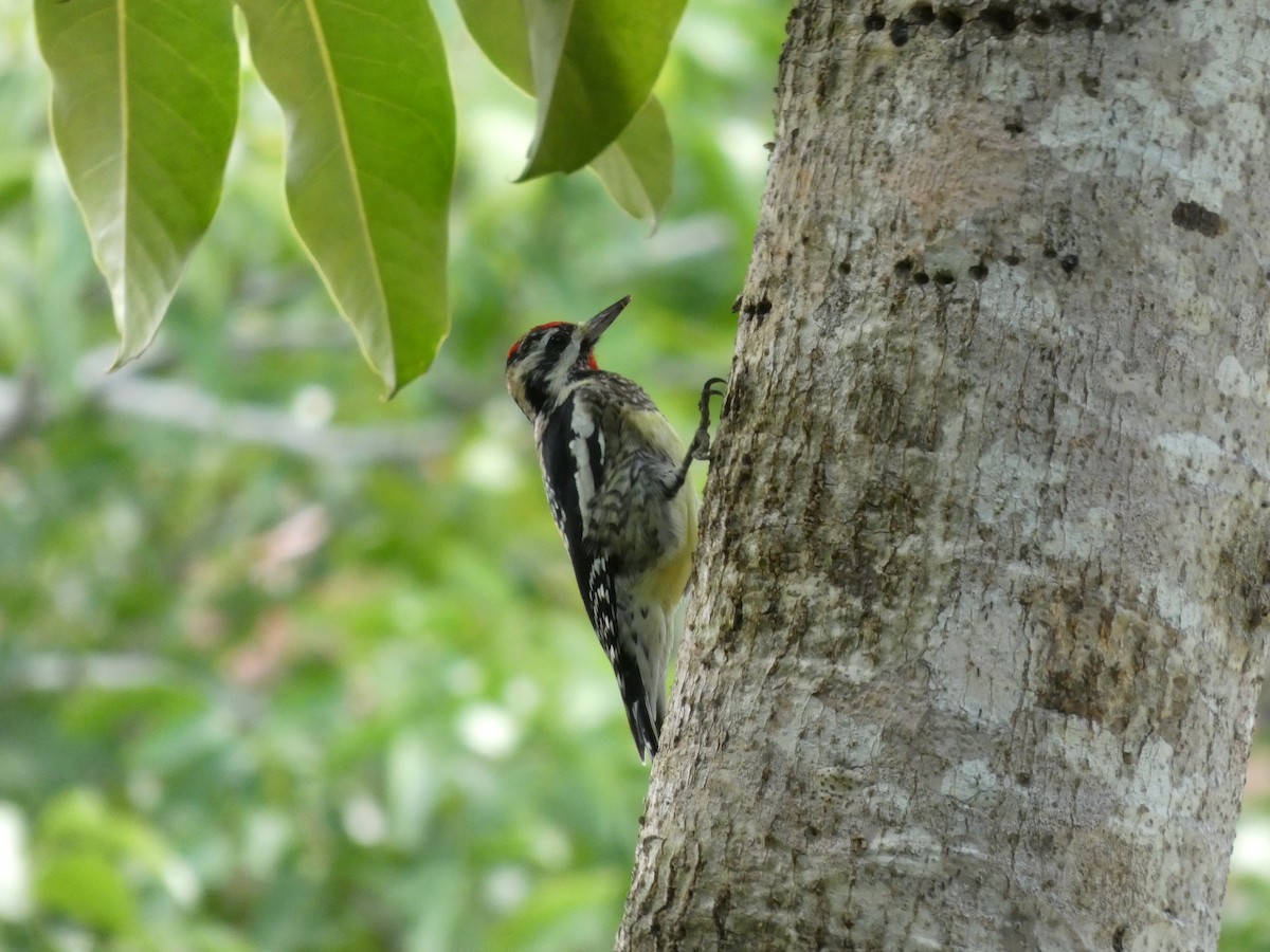 シルスイキツツキ - ML644270757