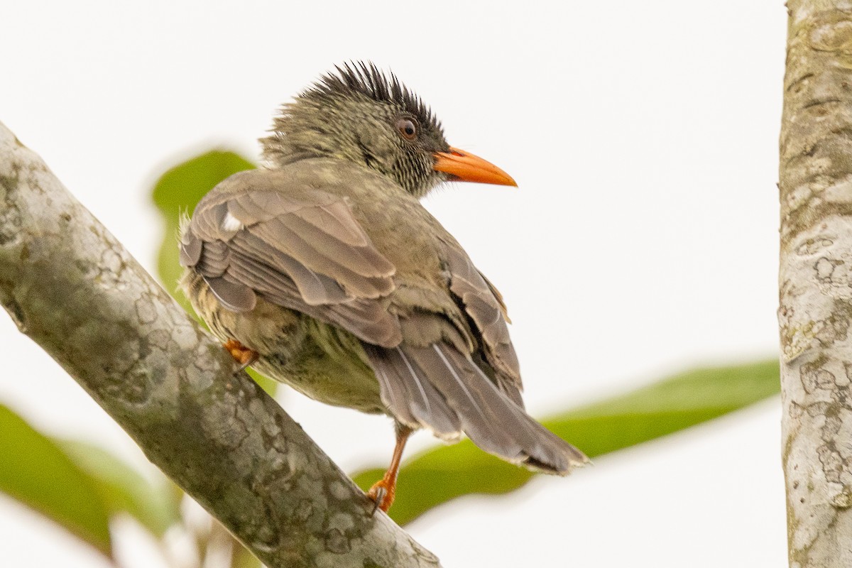 Seychelles Bulbul - ML644270763