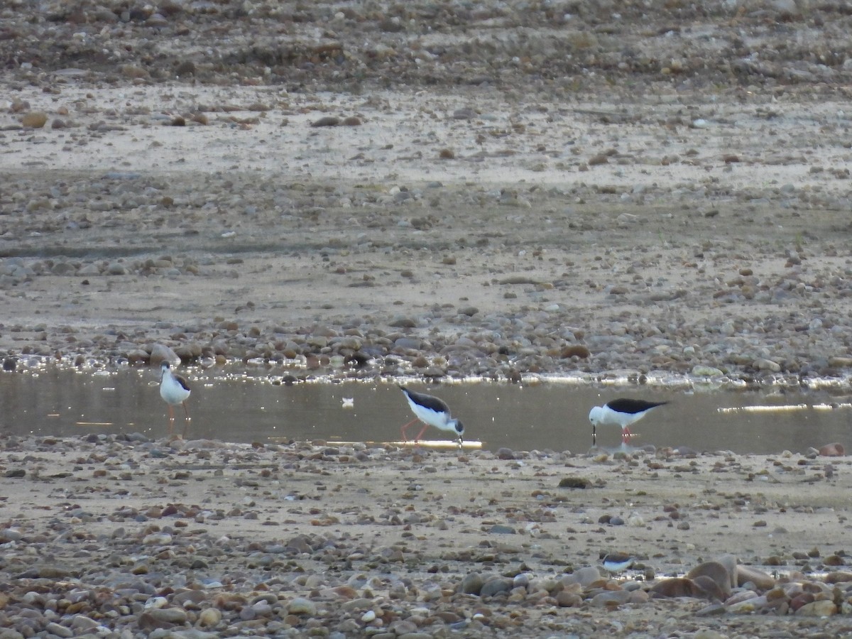 Zankaluze eurasiarra - ML644270765