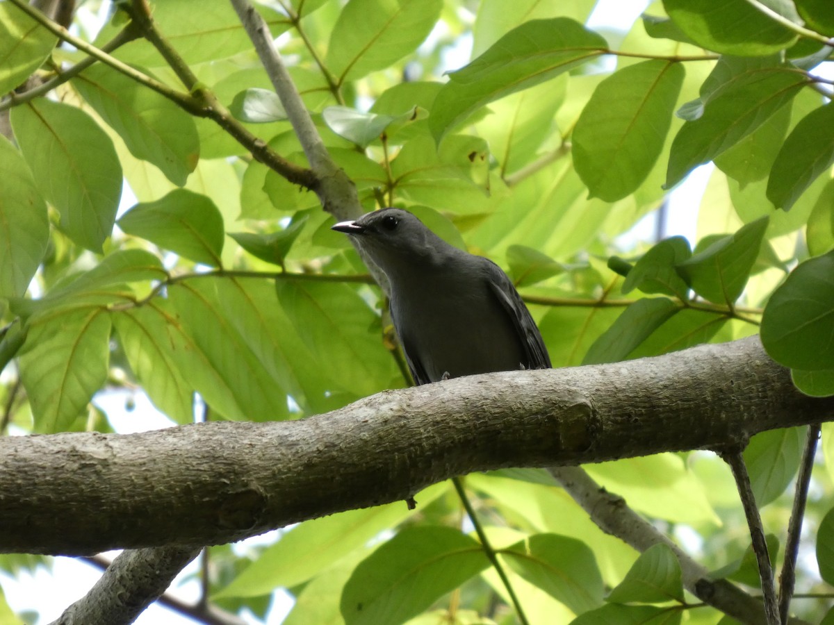 ネコマネドリ - ML644270774