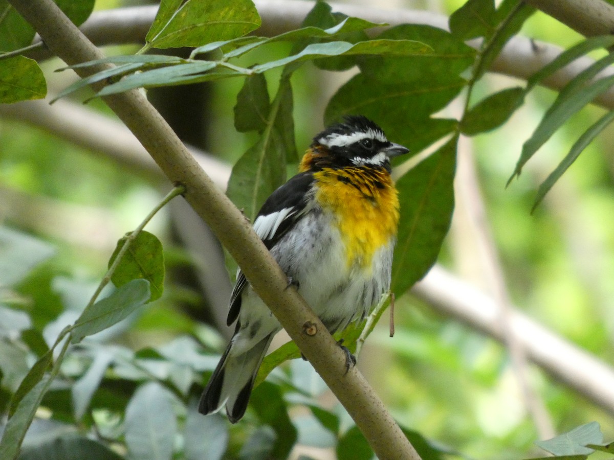 シトドフウキンチョウ - ML644270786