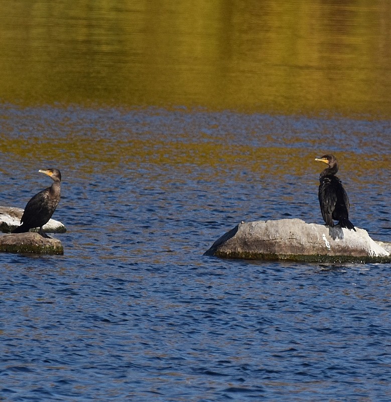 Cormorán Orejudo - ML644270791