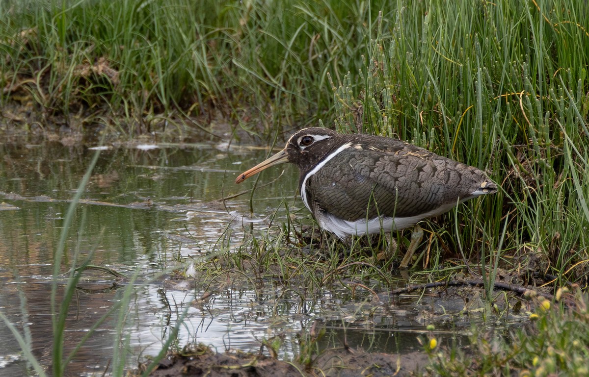 Australian Painted-Snipe - ML644270796