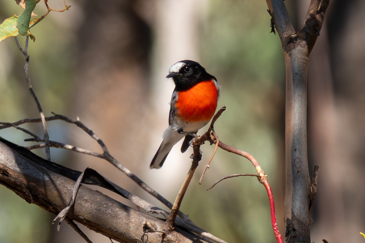 サンショクヒタキ - ML644270797