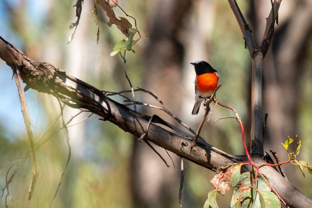 サンショクヒタキ - ML644270798