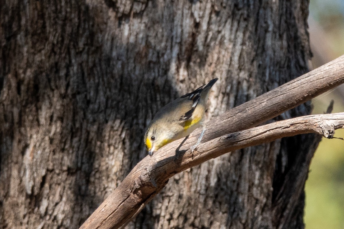 Striated Pardalote - ML644270810