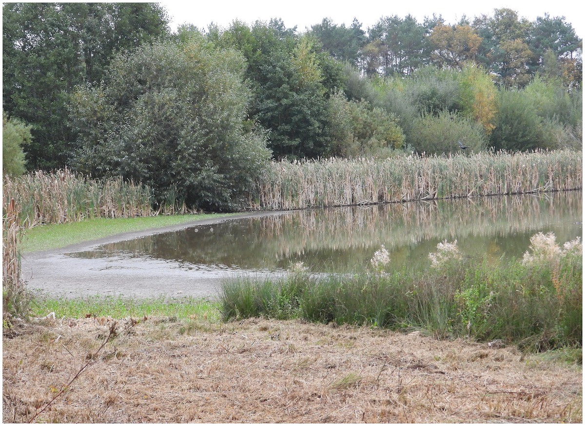 Frullino - ML644270811