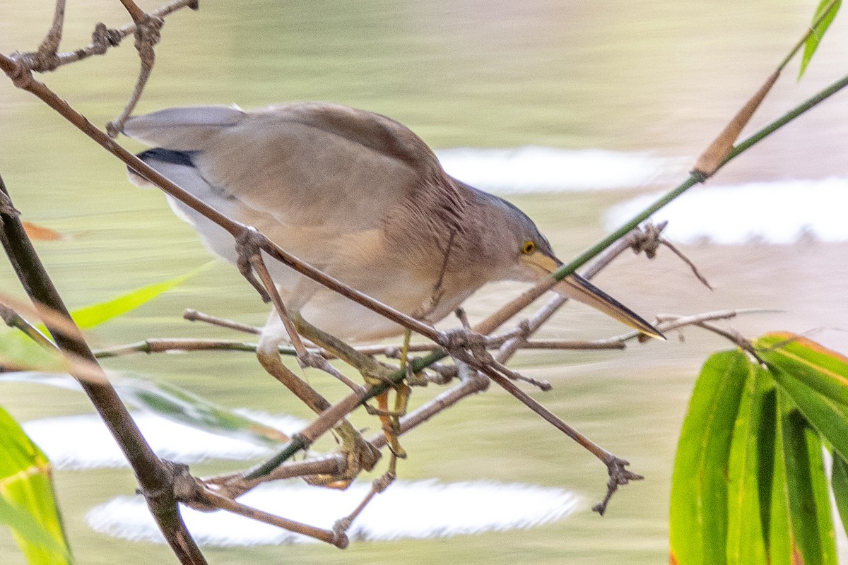 Yellow Bittern - ML644270827