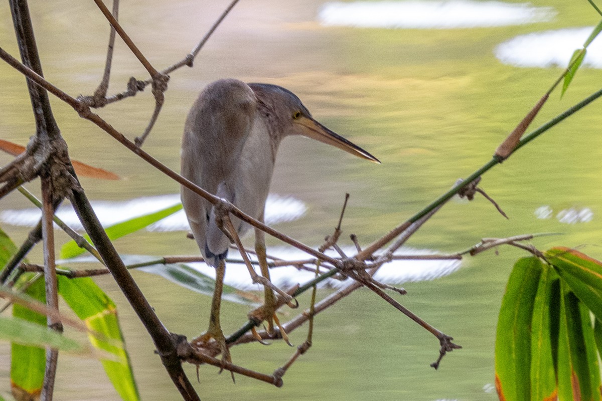 Yellow Bittern - ML644270828