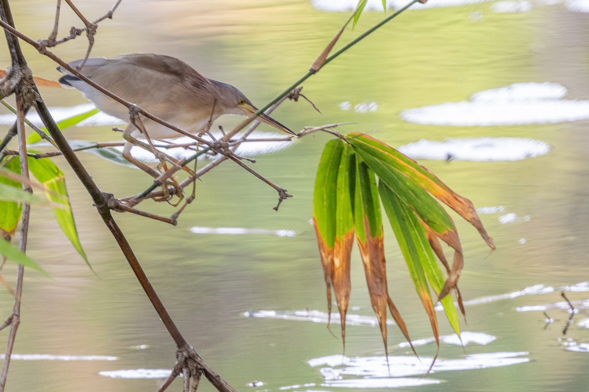 Yellow Bittern - ML644270829