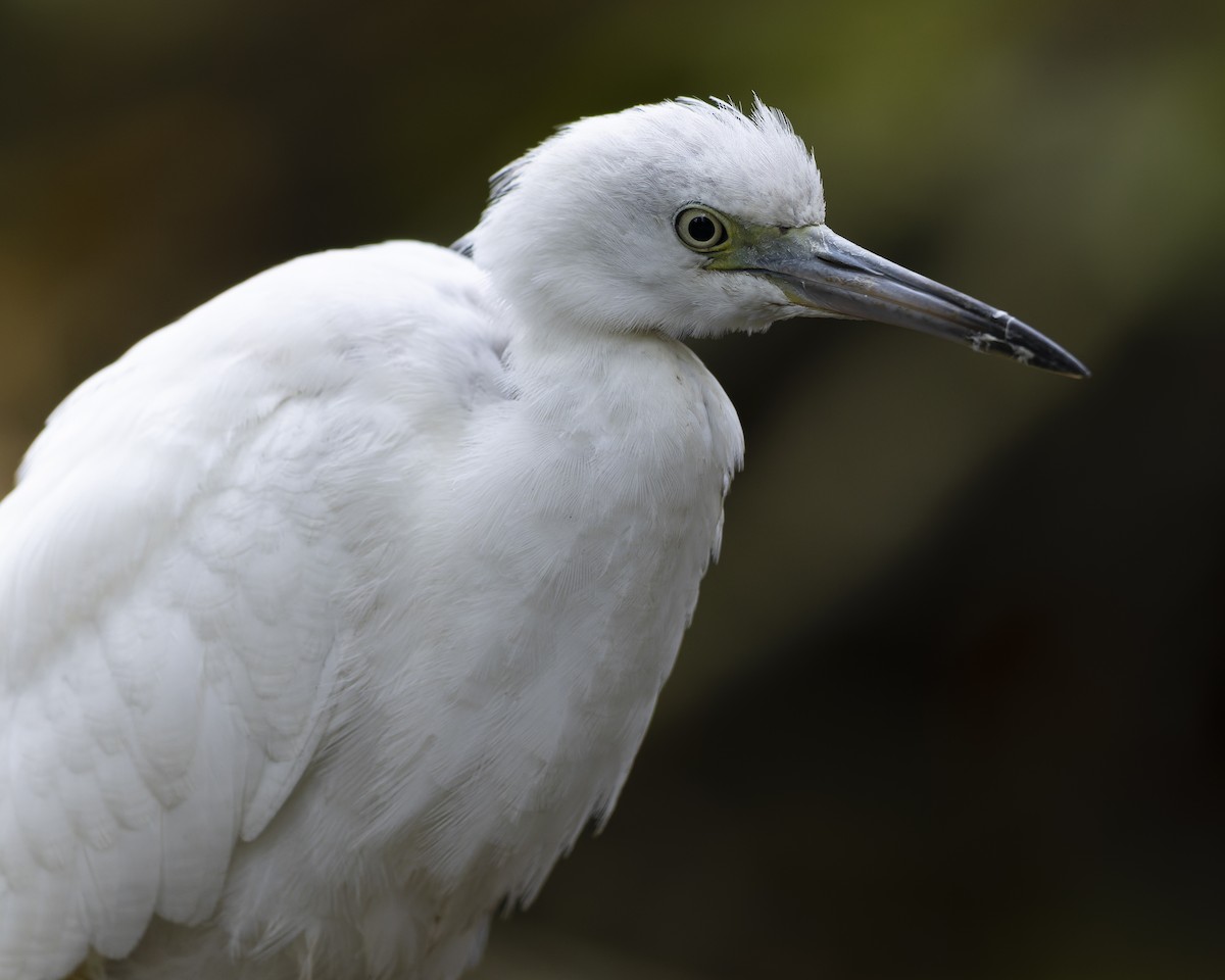 Little Blue Heron - ML644270835
