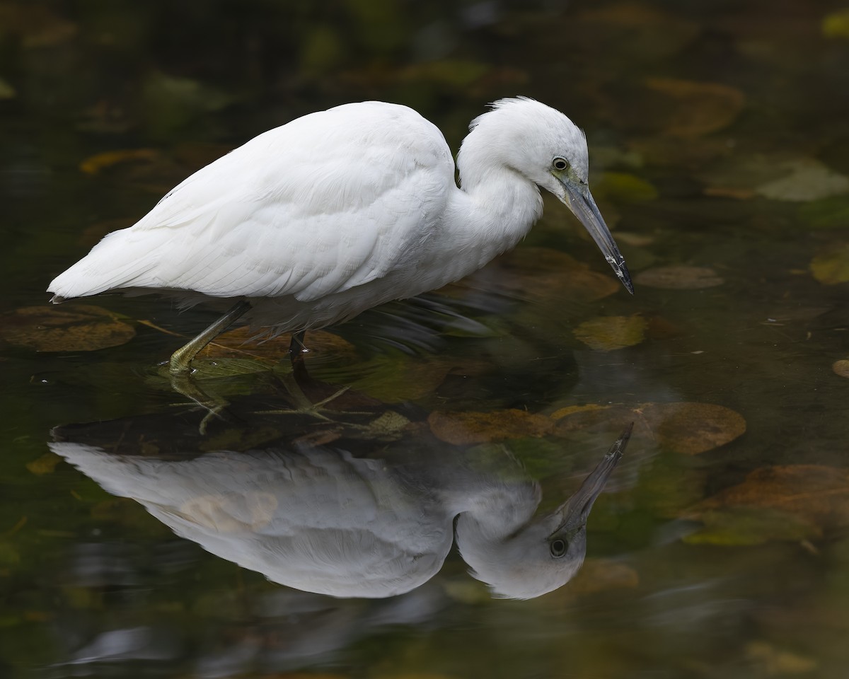 Little Blue Heron - ML644270836