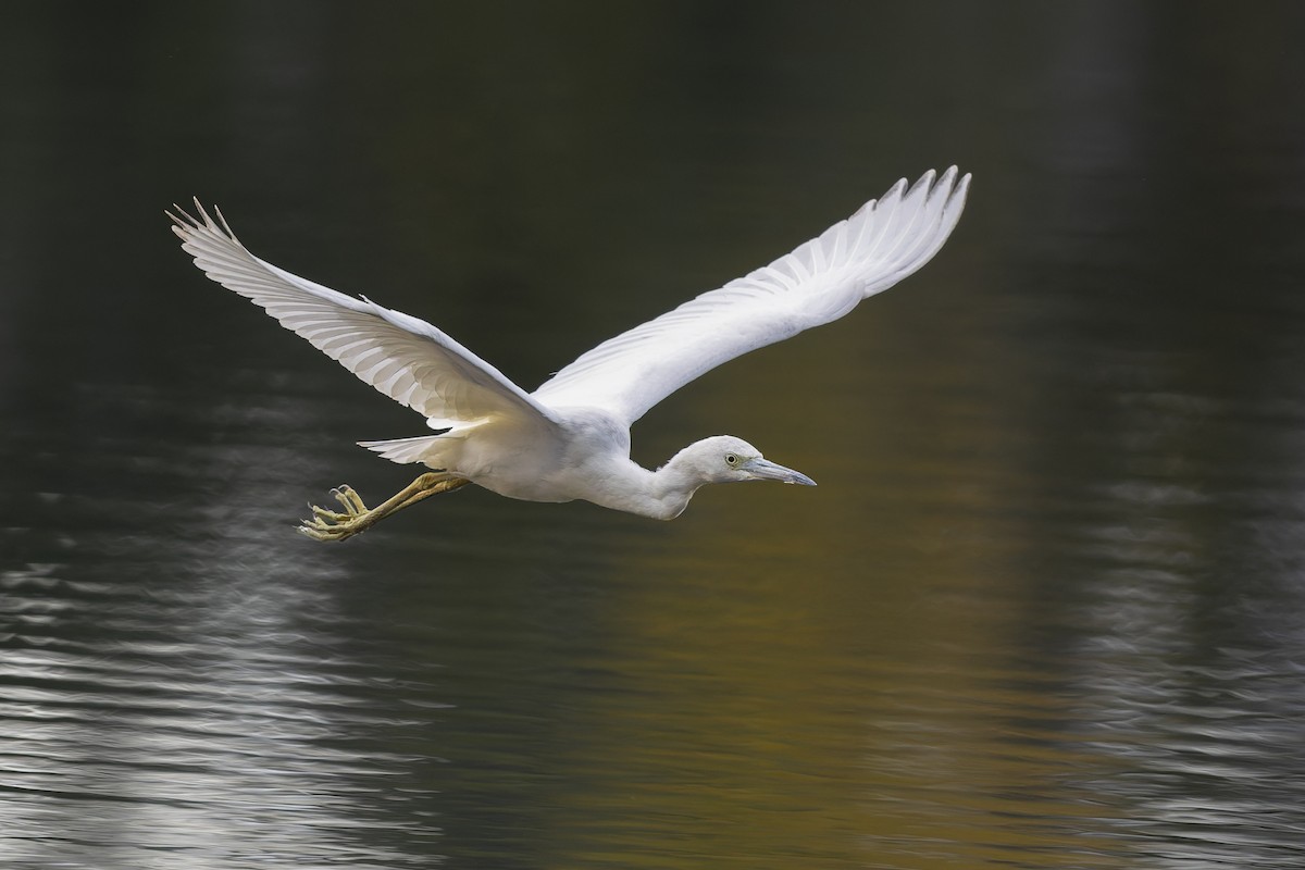 Little Blue Heron - ML644270837