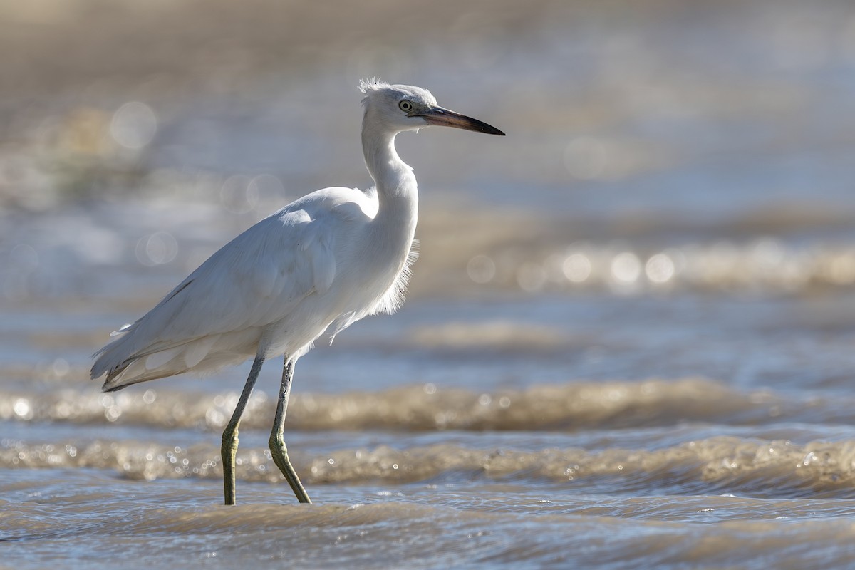 volavka modrošedá - ML644270845