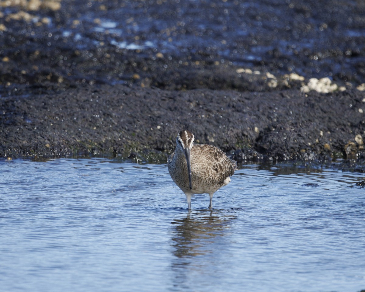 Hudsonian Whimbrel - ML644270853