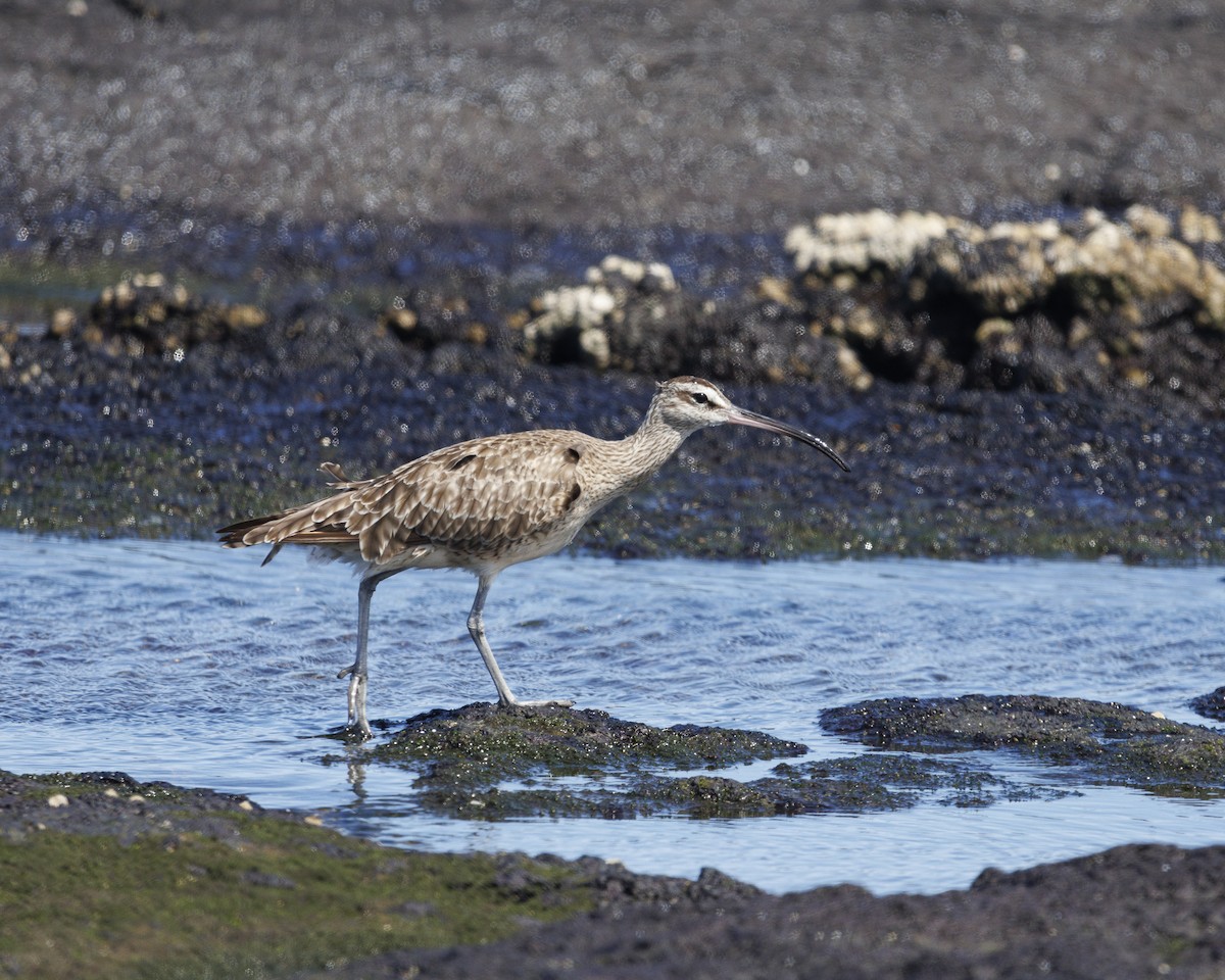 Hudsonian Whimbrel - ML644270858