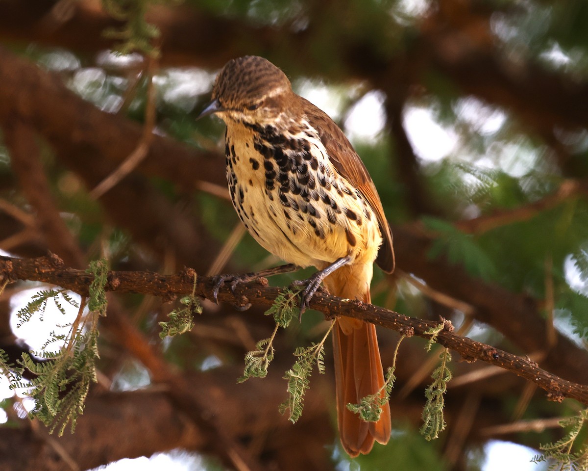 Spotted Morning-Thrush - ML644270860