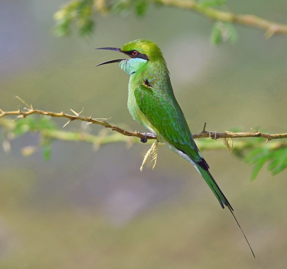 Asian Green Bee-eater - ML644270862