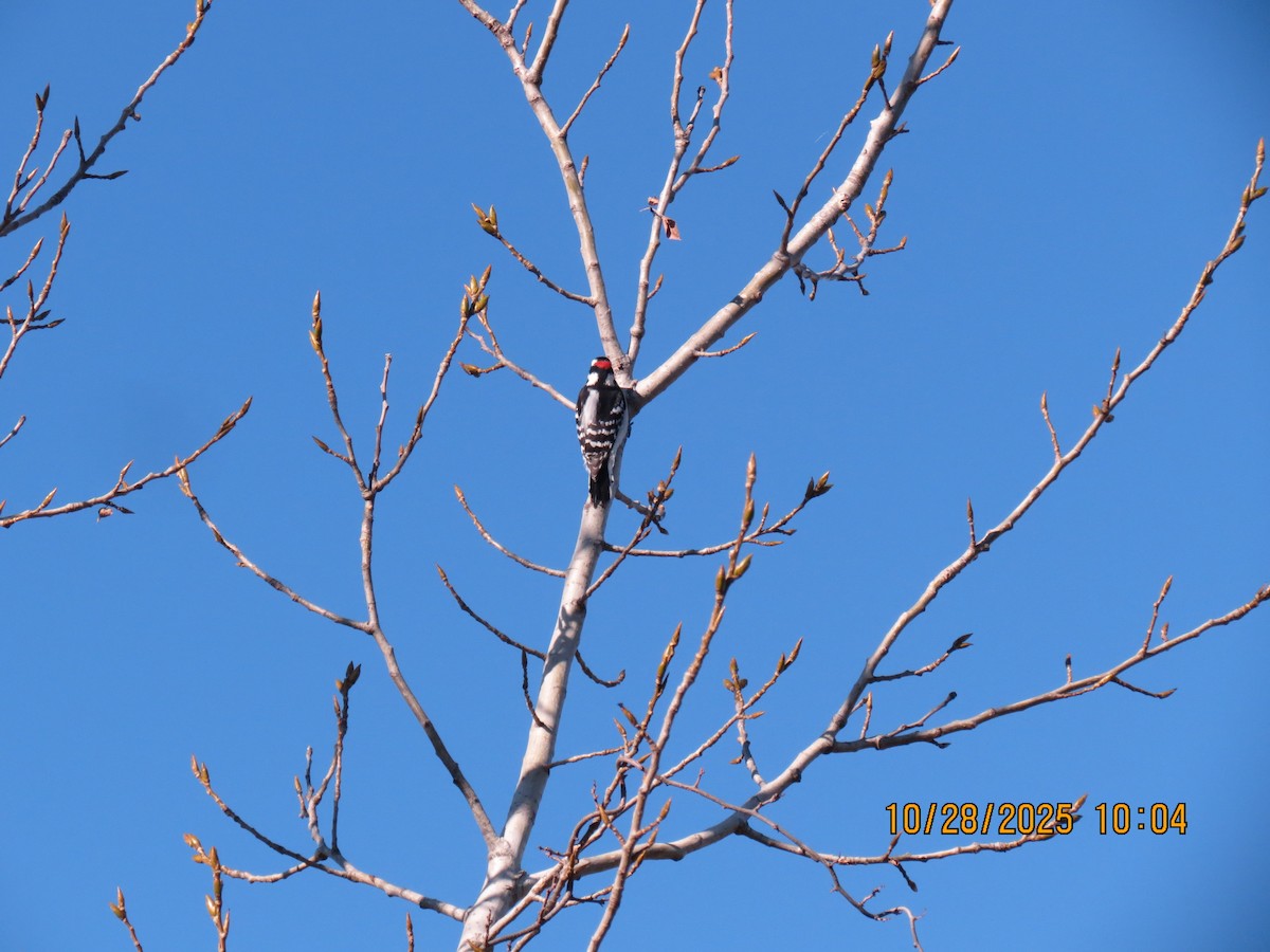 Downy Woodpecker - ML644270863