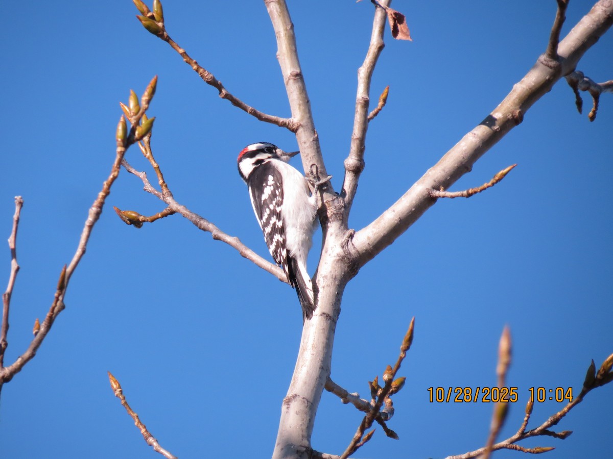 Downy Woodpecker - ML644270864