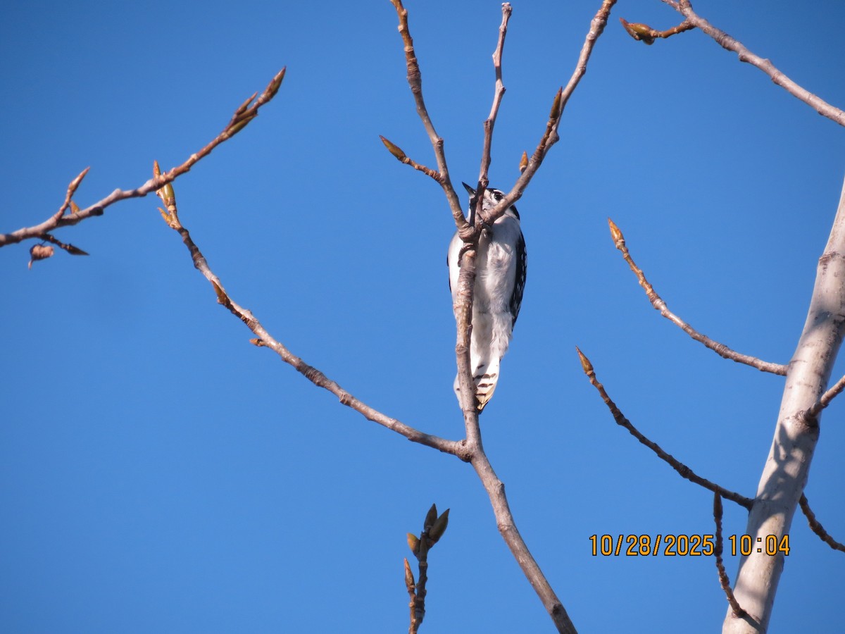 Downy Woodpecker - ML644270865