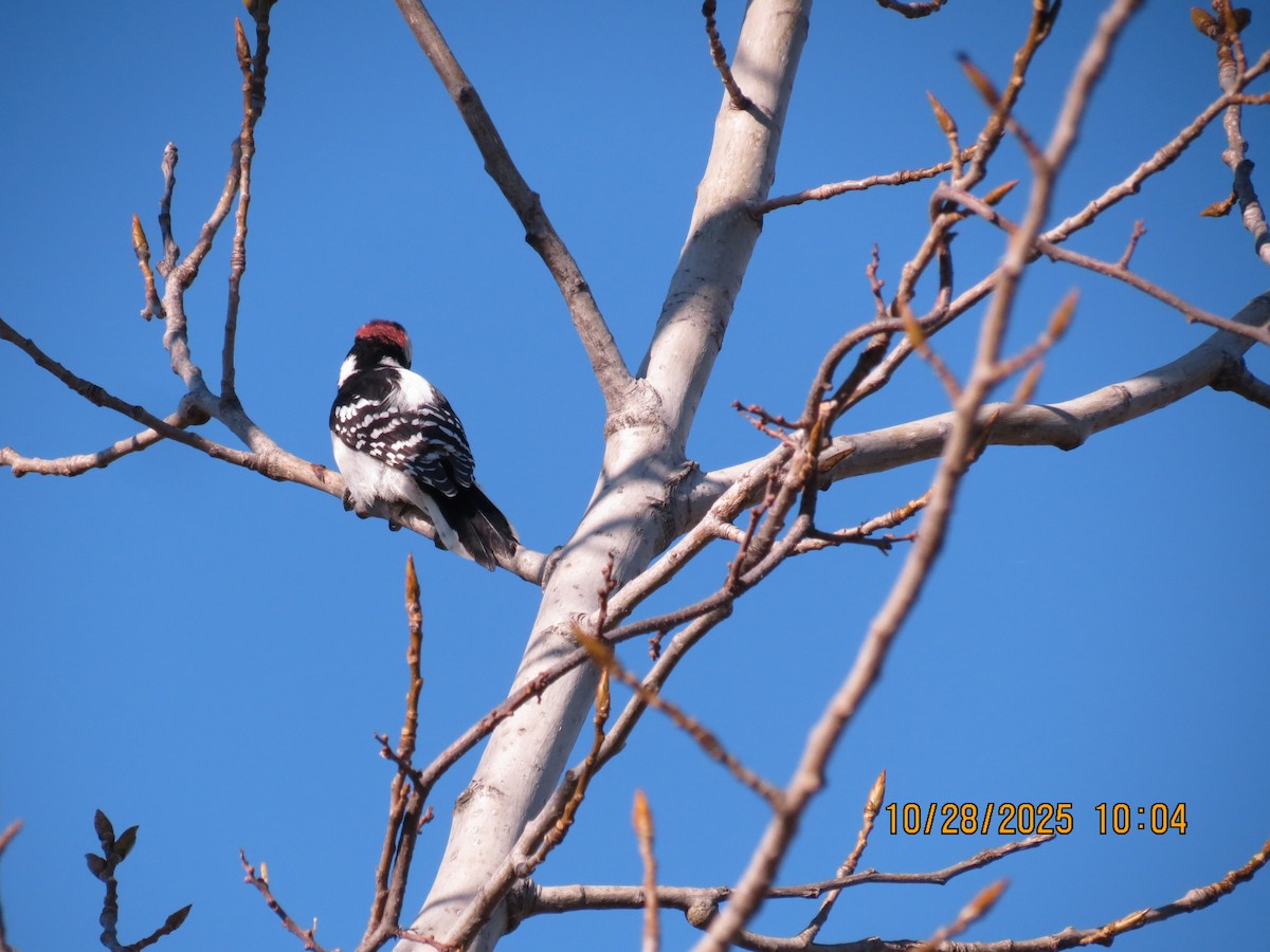 Downy Woodpecker - ML644270866