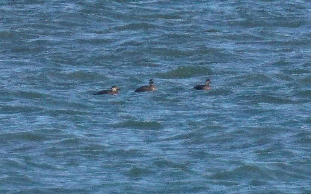 Black Scoter - ML644270868