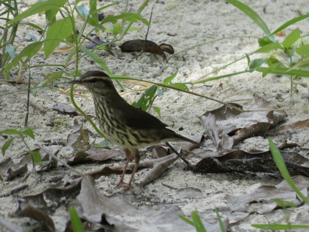 Northern Waterthrush - ML644270869