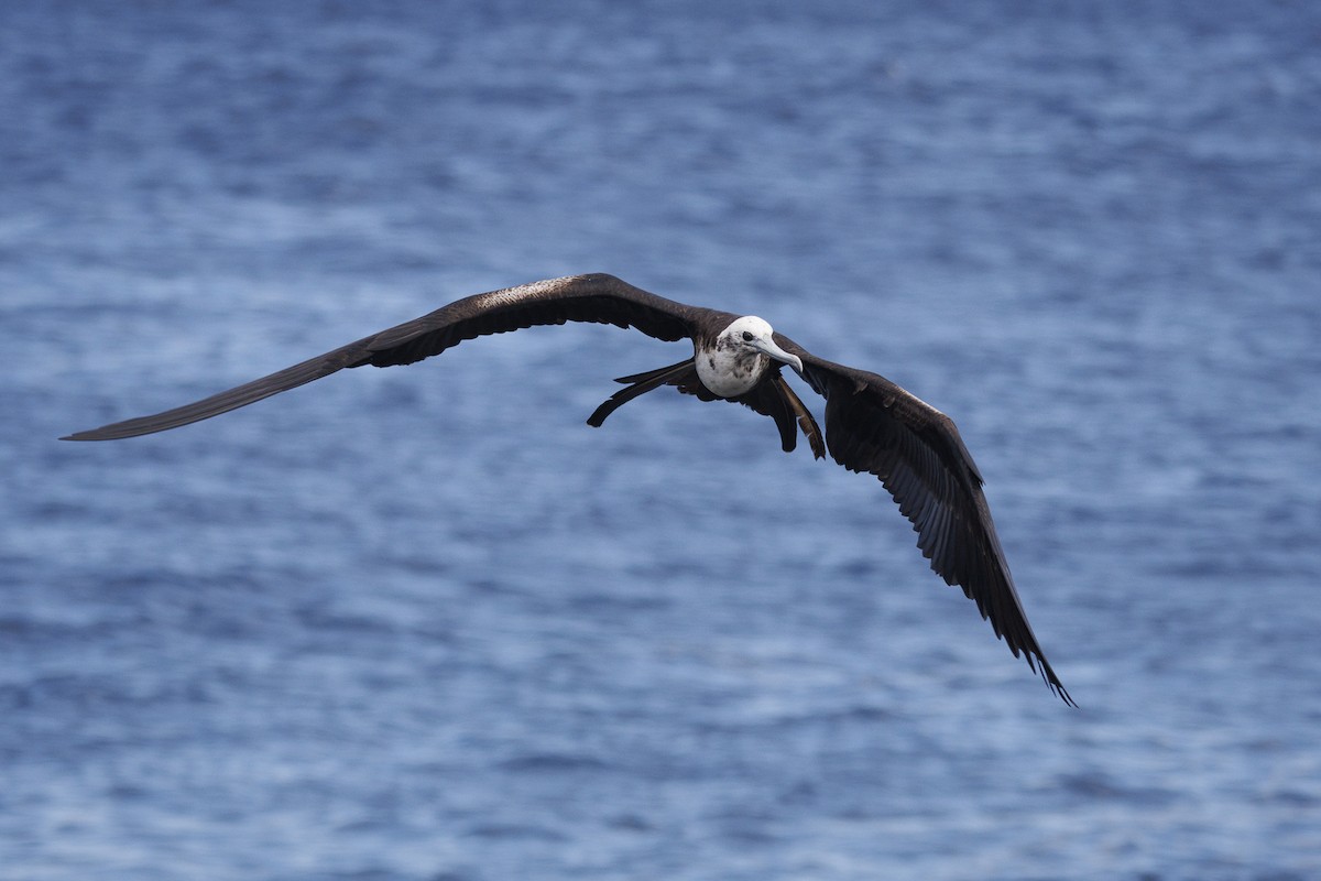 Magnificent Frigatebird - ML644270873