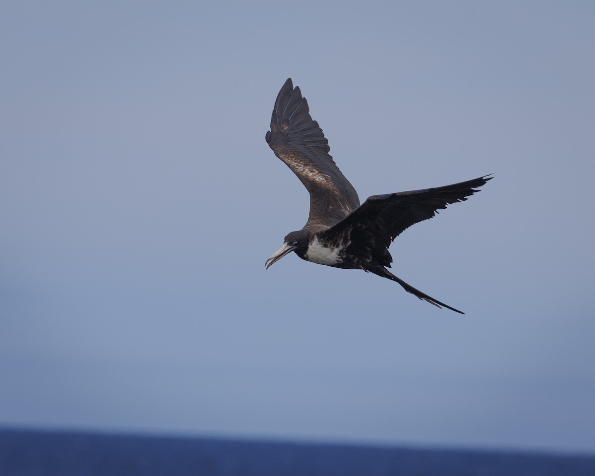 Magnificent Frigatebird - ML644270874