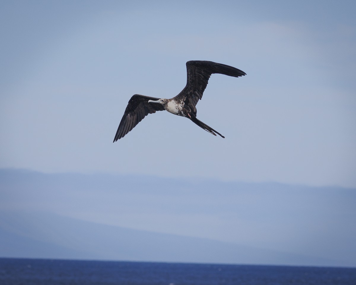 Magnificent Frigatebird - ML644270875