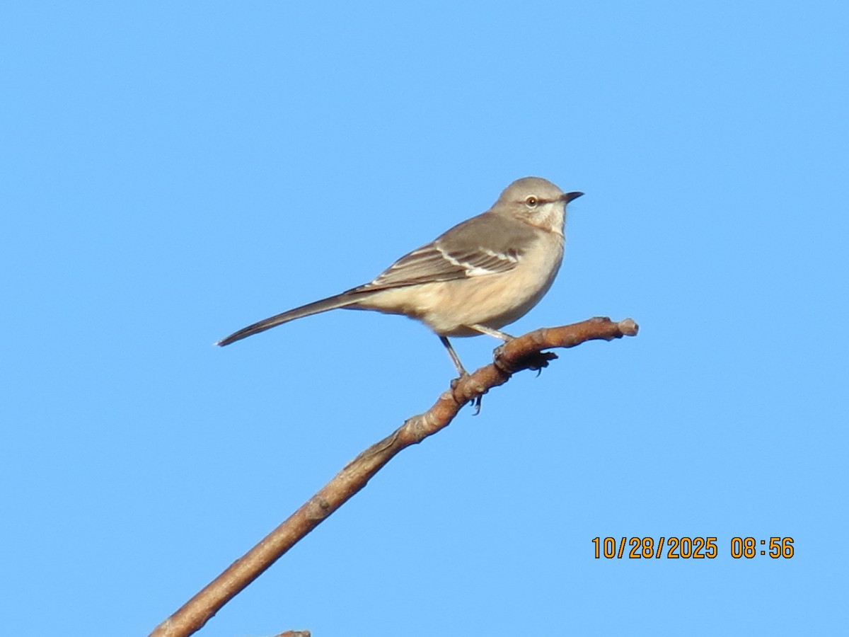 Northern Mockingbird - ML644270878