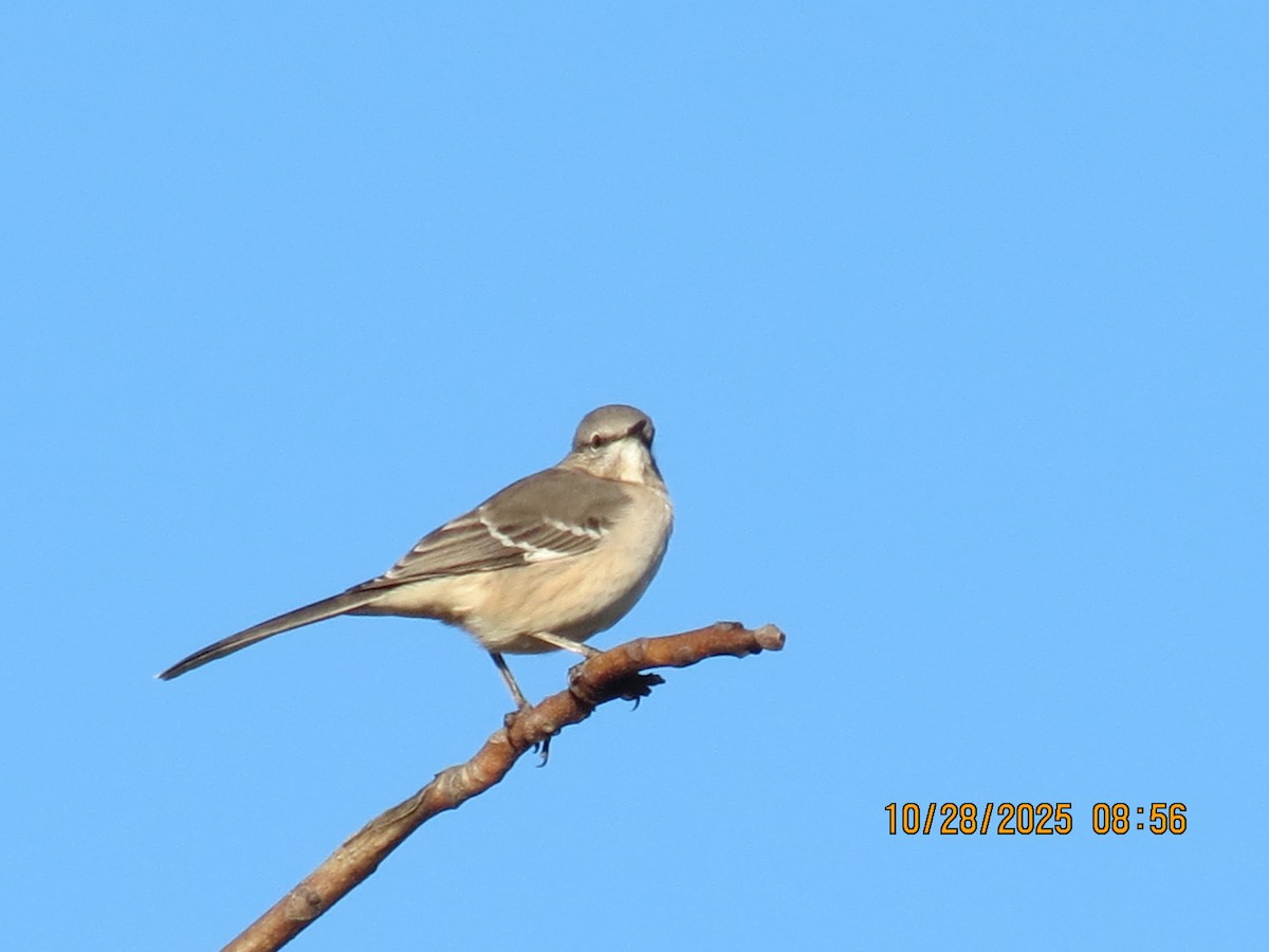 Northern Mockingbird - ML644270879