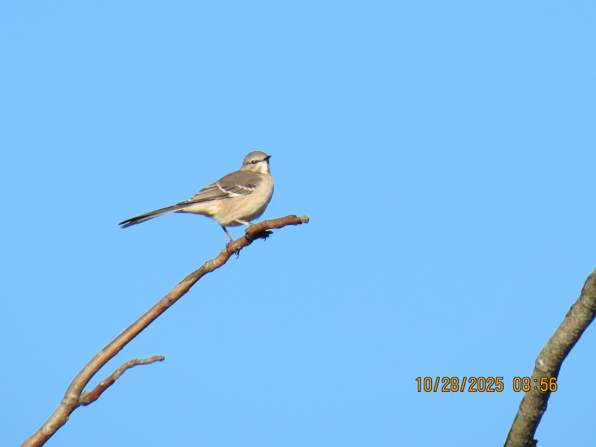 Northern Mockingbird - ML644270880