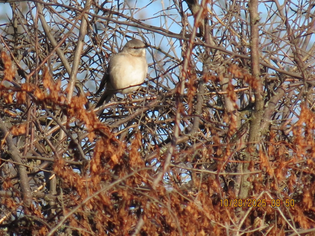 Northern Mockingbird - ML644270881