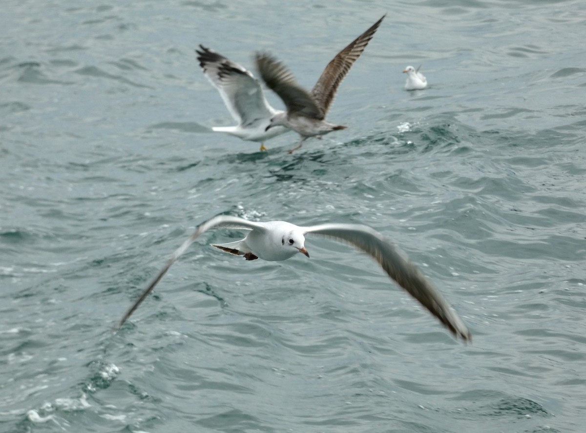 Black-headed Gull - ML644270891