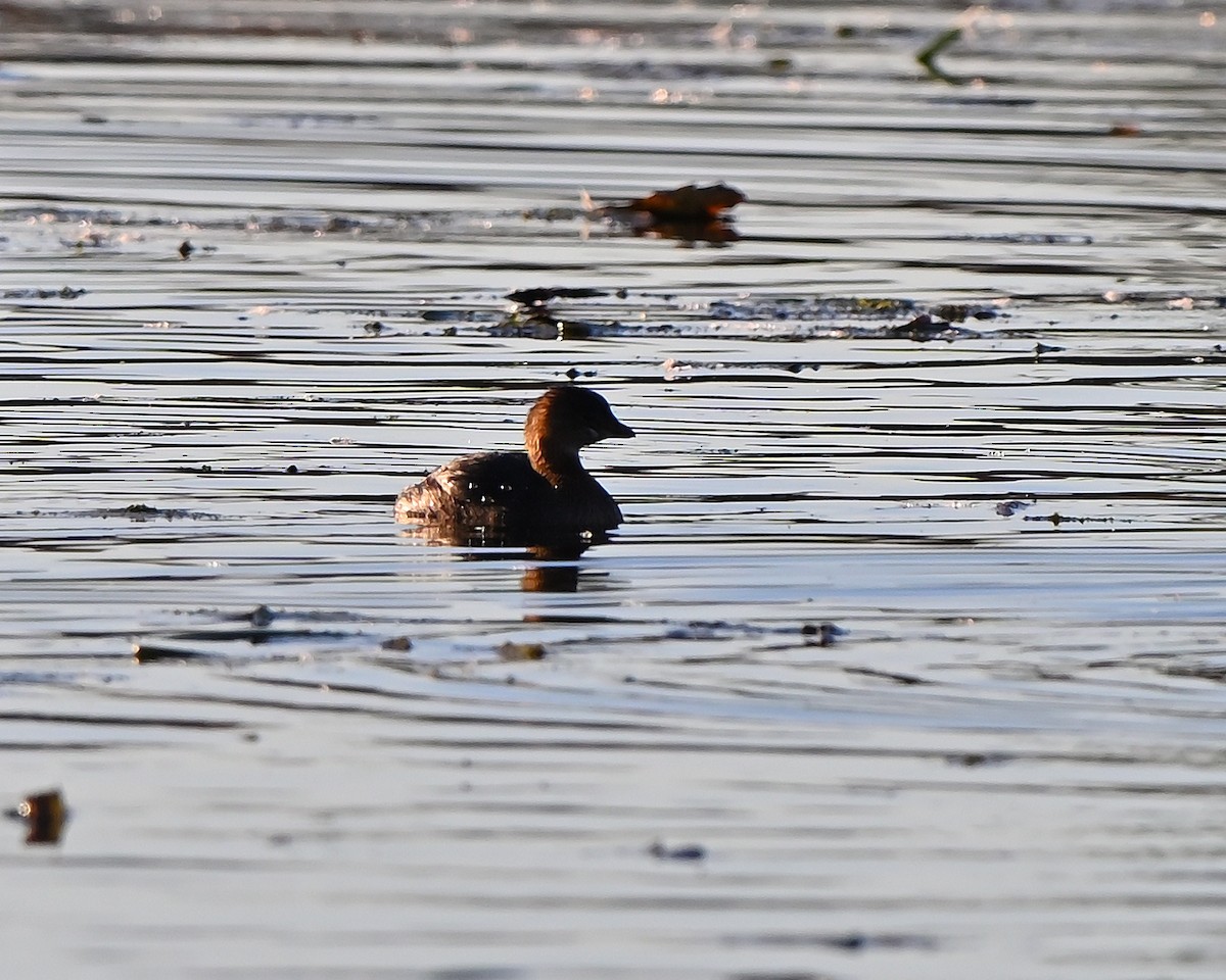 Pied-billed Grebe - ML644270892