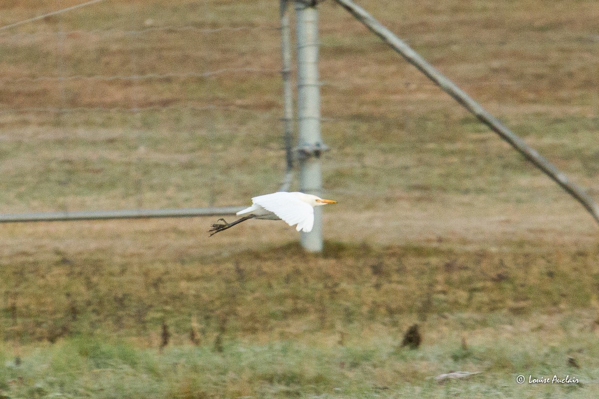 Western Cattle-Egret - ML644270897